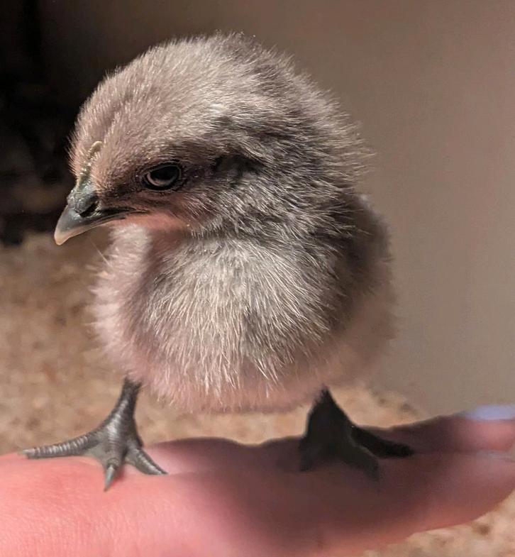 8 mooie jonge kuikens, Dieren en Toebehoren, Pluimvee, Kip, Geslacht onbekend