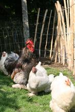 Broedeieren cochin kriel en ukkelse baardkriel, Dieren en Toebehoren, Pluimvee, Geslacht onbekend, Kip