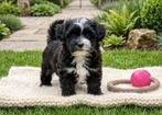 Kennel De Hoeve – Maltipoo, Boomer, Bolonka, Doodle pups, Dieren en Toebehoren, Parvo, Nederland, Overige rassen, 8 tot 15 weken