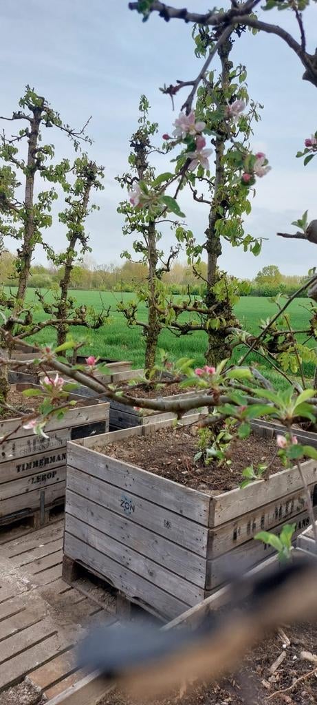 Karakteristieke appel- en perenbomen, Tuin en Terras, Planten | Bomen, Overige soorten, Lente, 250 tot 400 cm, Ophalen