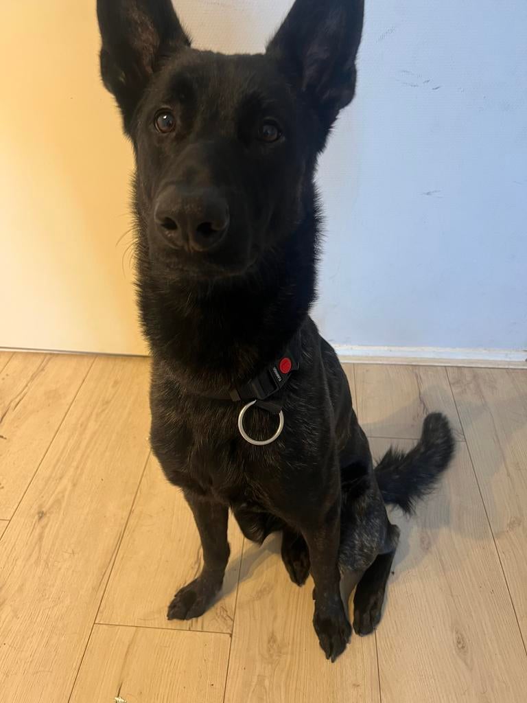 Blue zoekt een nieuw baasje, Dieren en Toebehoren, Honden | Niet-rashonden, 15 weken tot 1 jaar, Reu, Eén hond, Nederland