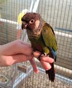 Pyrrhura griseipectus super lief en echt super tam., Meerdere dieren, Parkiet, Tam