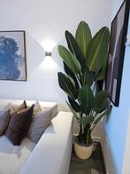 Strelitzia kunstplant, Ophalen of Verzenden, Nieuw