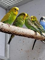 Jonge grasparkieten 20 weken oud, Dieren en Toebehoren, Vogels | Parkieten en Papegaaien, Geslacht onbekend, Parkiet, Tam