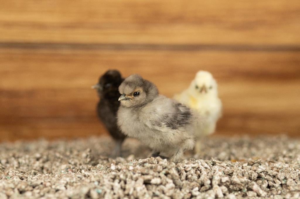 Zijdehoender kippen kuikens kriel | Gesekst en Ingeënt, Vrouwelijk, Kip