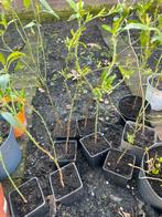 amandelboom, Ophalen of Verzenden, Minder dan 100 cm, Overige soorten