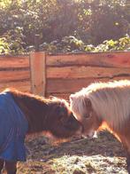 Wandelmaatje gezocht in Egmond