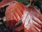 Rode beuk, fagus sylvatica atropunicea, Ophalen, Beukenhaag, Haag, Minder dan 100 cm