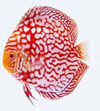 Pigeonblood Red Map - ca 12/14 - Koidream Valburg, Vis, Zoetwatervis