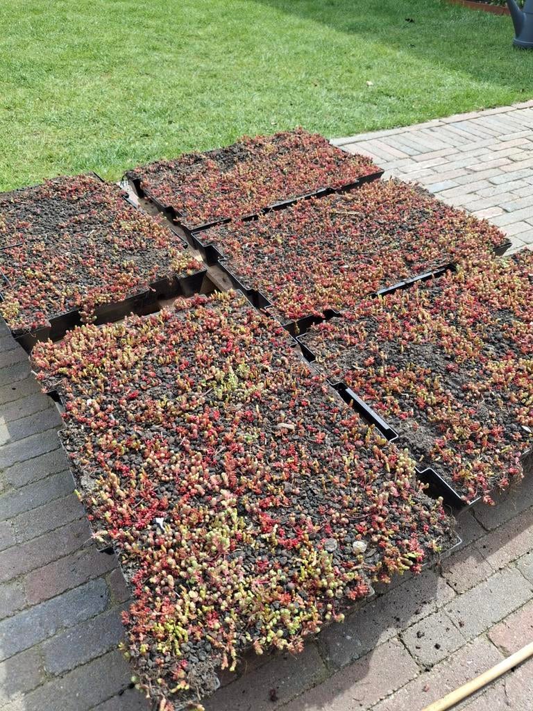 Restant sedumcassette, Tuin en Terras, Planten | Tuinplanten, Ophalen of Verzenden, Volle zon