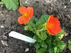 Geum Tosai - nagelkruid donker oranje, Tuin en Terras, Volle zon, Vaste plant, Lente, Ophalen