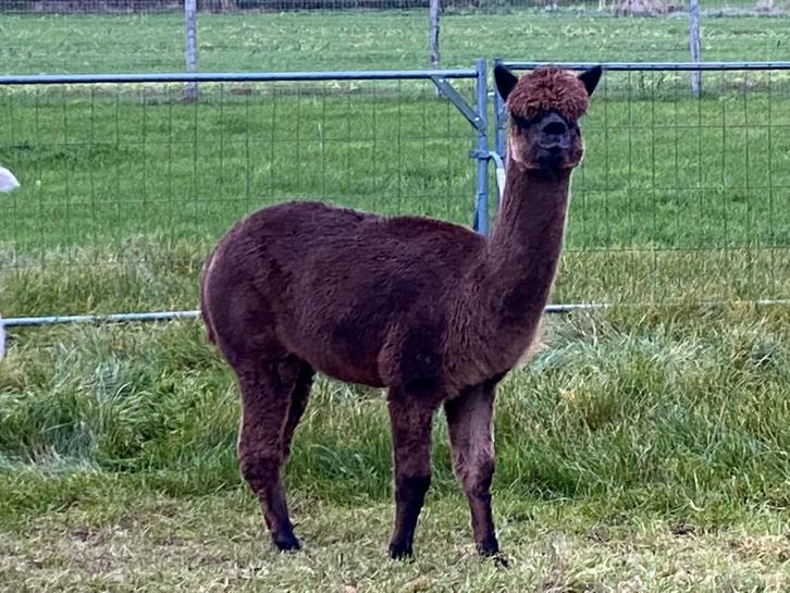 Mooie alpaca hengst - donker bruin - 5,5 jaar, Dieren en Toebehoren, Overige Dieren, Mannelijk, September