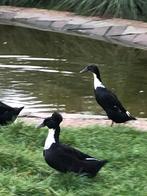 Hollandse kuifeenden en te koop, Dieren en Toebehoren, Meerdere dieren, Eend