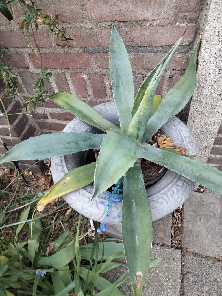 Agave plant, Tuin en Terras, Planten | Tuinplanten, Ophalen of Verzenden, Bloeit niet, Overige soorten, Volle zon