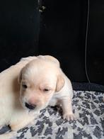 Schitterende blonde labrador pups, Dieren en Toebehoren, Honden | Retrievers, Spaniëls en Waterhonden, Parvo, 8 tot 15 weken, Labrador retriever