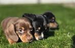 Te koop mooie kort harige Dwerg Teckel pups (tekkel), Parvo, Nederland, 8 tot 15 weken, Korthaar
