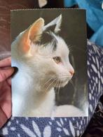 Ansichtkaart met schattige zwart-witte kat, Ophalen of Verzenden, 1980 tot heden, Ongelopen, Hond of Kat