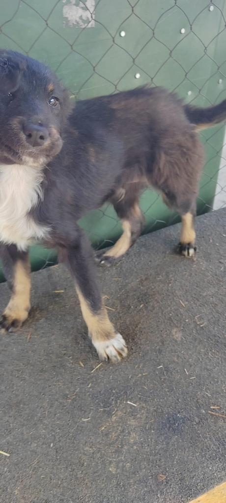 Kashton medium reutje 4-5 maanden, Dieren en Toebehoren, Honden | Niet-rashonden, Particulier, 15 weken tot 1 jaar, Reu, Buitenland