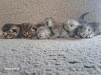 Britse korthaar kittens 😍 nog 2 poesjes  beschikbaar, Dieren en Toebehoren
