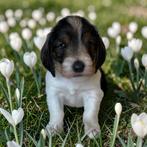 Petit Basset Griffon Vendeen pups, Parvo, Reu, Basset, 8 tot 15 weken