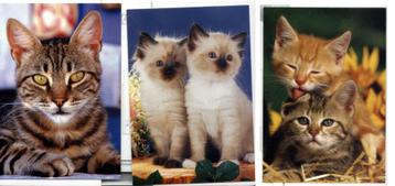 7 prentkaarten poezen beschikbaar voor biedingen