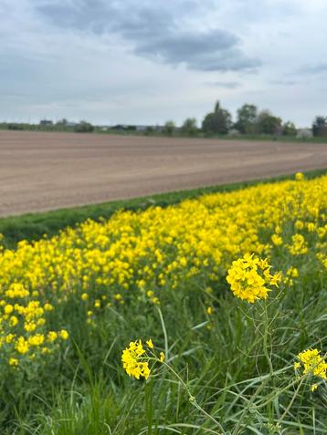 Stalling of grond gezocht beschikbaar voor biedingen
