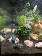 polar blue cichlide vrouwtje te koop, Dieren en Toebehoren, Vis, Zoetwatervis