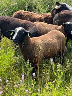 Zwartbles ramlammeren, moeten in aug weg!, Dieren en Toebehoren, Schapen, Geiten en Varkens, Mannelijk, Schaap, 0 tot 2 jaar
