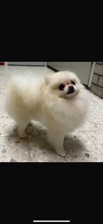 Pomeriaan teefje zoekt 5 sterren hotel, Keeshond, Teef, Parvo, Eén hond