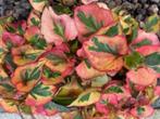 7x Houttuynia Cordata Flame Moerasanemoon, Ophalen, Zomer, Bodembedekkers, Volle zon