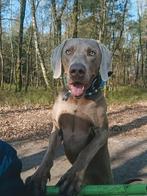 Weimaraner dekreu, Dieren en Toebehoren, Honden | Dekreuen, Rabiës (hondsdolheid), Reu, 1 tot 2 jaar, Eén hond
