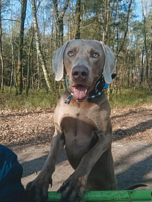 Weimaraner dekreu, Dieren en Toebehoren, Honden | Dekreuen, Reu, Particulier, Eén hond, Nederland, 1 tot 2 jaar, CDV (hondenziekte)