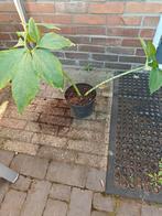 Sauromatum indian giant, Vaste plant, Halfschaduw, Zomer, Ophalen