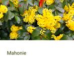 mahonie, Ophalen of Verzenden, Lente, Overige soorten, Volle zon