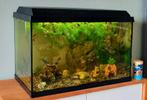 Juwel aquarium 60l, compleet + gratis guppen uitzoeken, Dieren en Toebehoren, Vissen | Aquaria en Toebehoren, Ophalen, Gebruikt