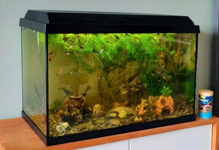 Juwel aquarium 60l, compleet + gratis guppen uitzoeken, Dieren en Toebehoren, Vissen | Aquaria en Toebehoren, Gebruikt, Leeg aquarium