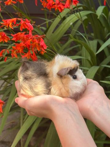 Lief jong Cavia beertje (Stip) zoekt gouden huisje! beschikbaar voor biedingen