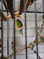 6 kakariki's, Meerdere dieren, Parkiet