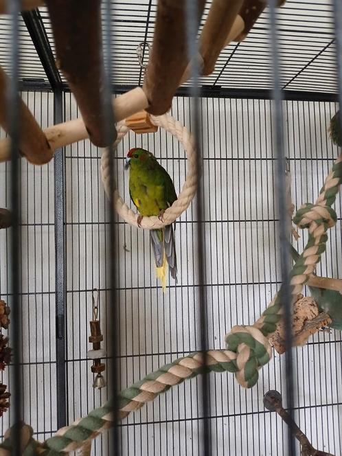 6 kakariki's, Dieren en Toebehoren, Vogels | Parkieten en Papegaaien, Parkiet, Meerdere dieren