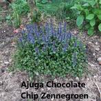 Ajuga Chocolate Chip Zennegroen, Tuin en Terras, Vaste plant, Bodembedekkers, Lente, Ophalen