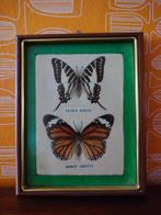 vintage schilderijtje met 2 geprepareerde vlinders, Antiek en Kunst, Curiosa en Brocante, Ophalen of Verzenden