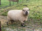 Shropshire ram 2024 te koop, Dieren en Toebehoren, Mannelijk, Schaap, 0 tot 2 jaar