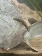 Ancistrus (algeneter), Dieren en Toebehoren, Vissen | Aquariumvissen, Vis