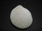 Schelpen: Vasticardium angulatum  Lamarck,  1819.  F+++/Gem, Verzamelen, Ophalen of Verzenden, Schelp(en)