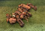 Rhodesian Ridgeback pups met F.C.I. stamboom, Dieren en Toebehoren, Honden | Beagles, Bassets en Lopende honden, Rabiës (hondsdolheid)