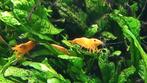 Neocaridina Davidi yellow back garnalen., Dieren en Toebehoren, Vissen | Aquariumvissen, Kreeft, Krab of Garnaal