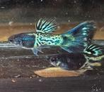 Green Metal Tail rasguppies, Vis