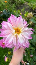 Dahlia knol colorado classic, Tuin en Terras, Ophalen of Verzenden