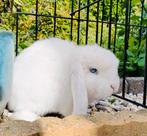 Engelse mini lop Ram. Gevaccineerd., Dieren en Toebehoren, Mannelijk, Dwerg