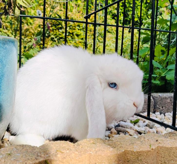 Engelse mini lop Ram. Gevaccineerd., Dieren en Toebehoren, Konijnen, Dwerg, Mannelijk